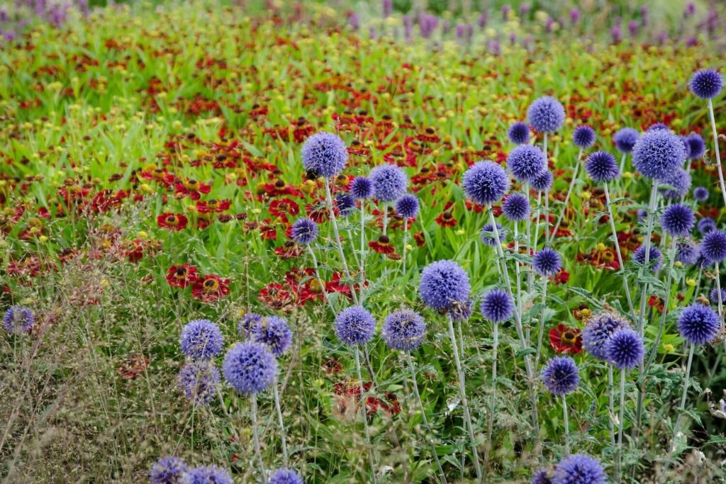 Lots of globe thistles and deep red heleniums