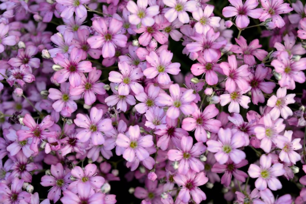 Babys breath flowers