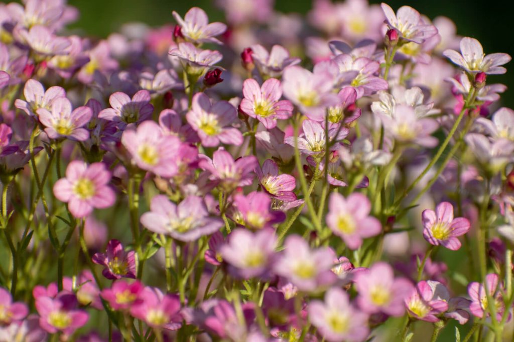 Pink gypsophila repens