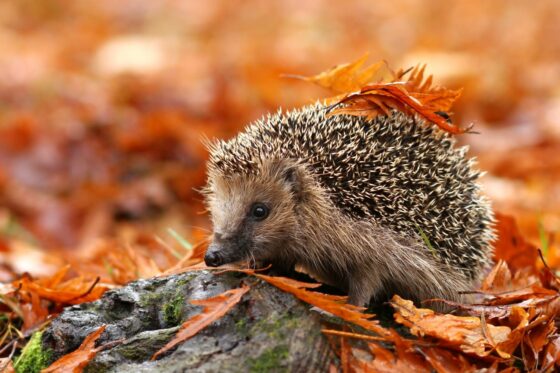 Hedgehog hibernation: how, where & when do hedgehogs hibernate?