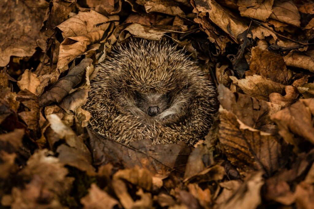 Hedgehog hibernating in pile of leaves