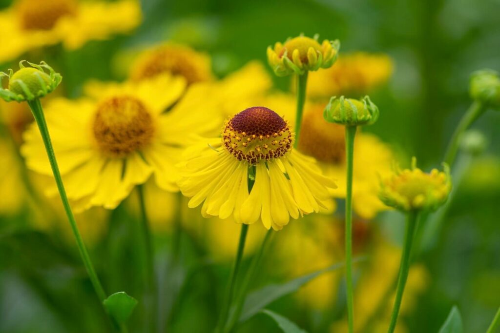 Close-up of some yellow helenium flowers