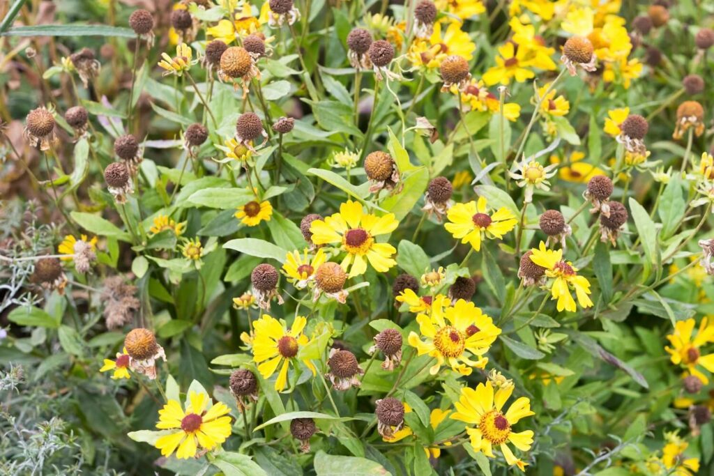 Many flowering helenium plants