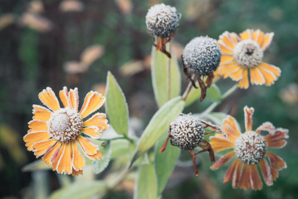 Helenium flowers covered in a small layer of frost