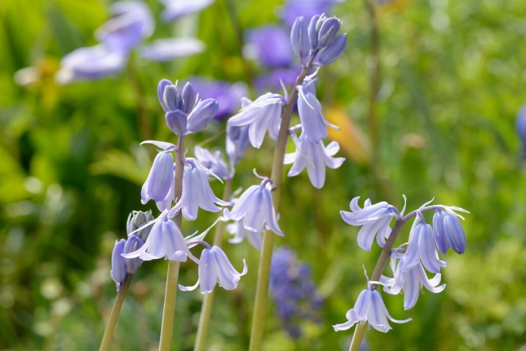 hyacinthoides hispanica excelsior blooms
