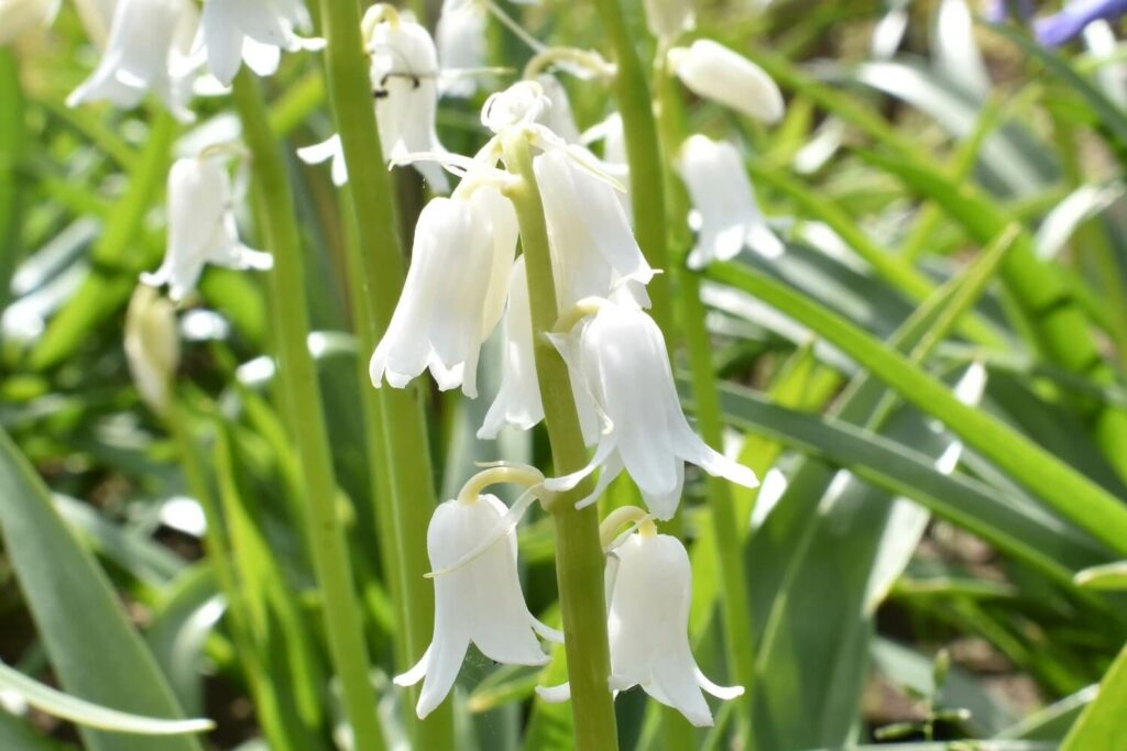 hyacinthoides hispanica white triumphator