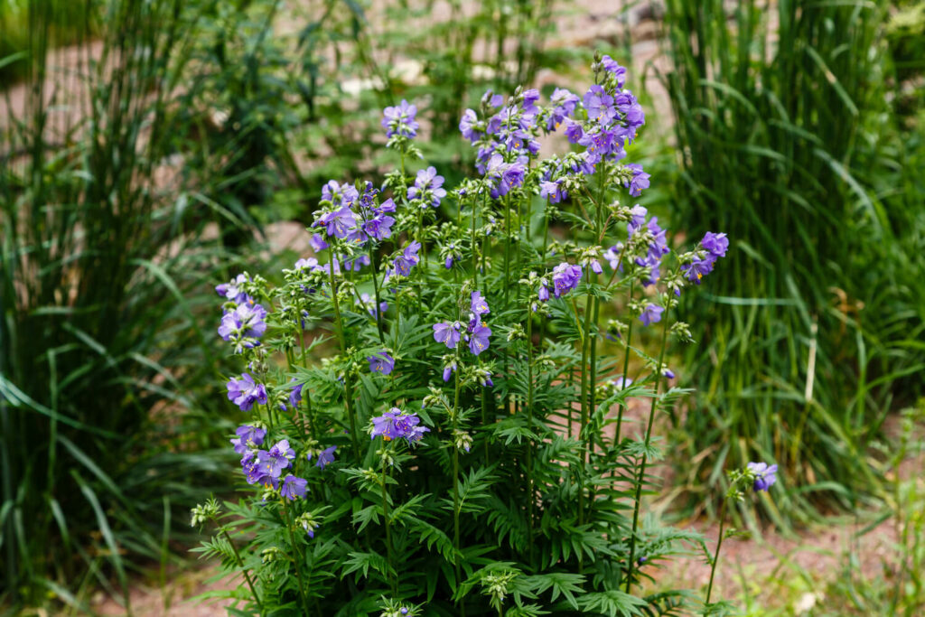 Jacob's ladder plant