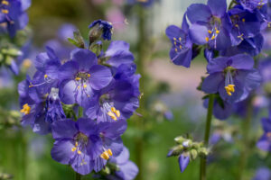 Jacob's ladder