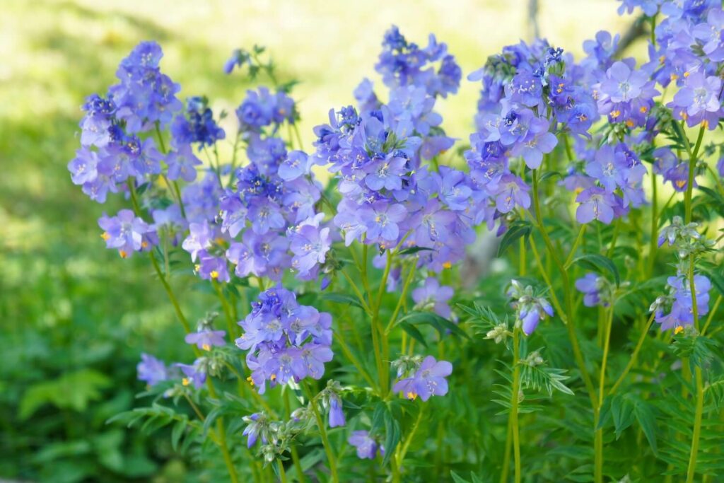 Jacob's ladder flowers