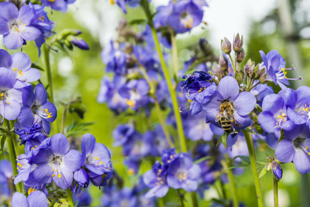 Jacob's ladder bees