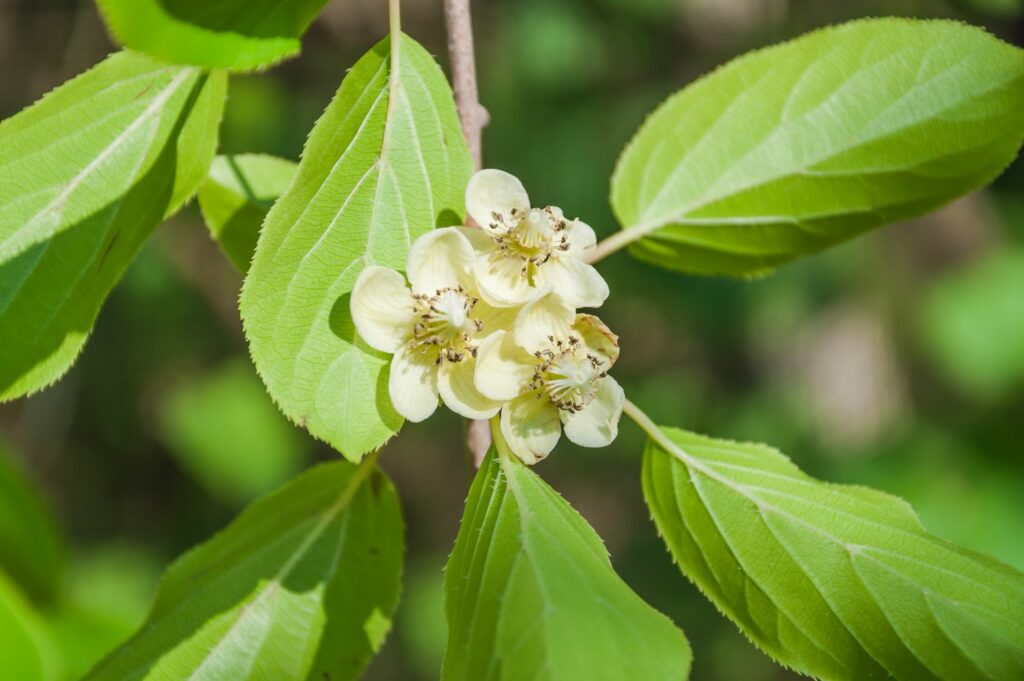 Small flowers of kiwi berry