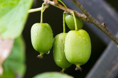 Kiwi berry: profile and growing & caring for Actinidia arguta