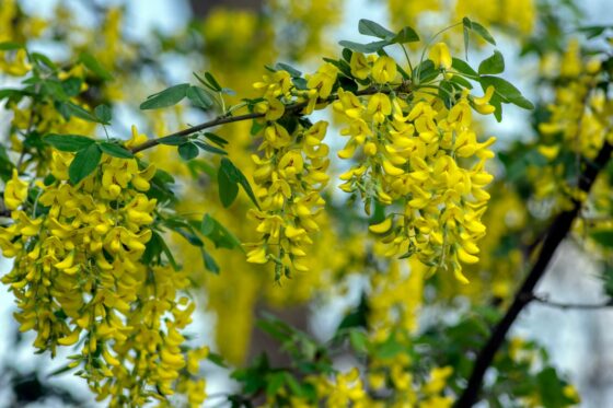 Laburnum: planting, care & pruning