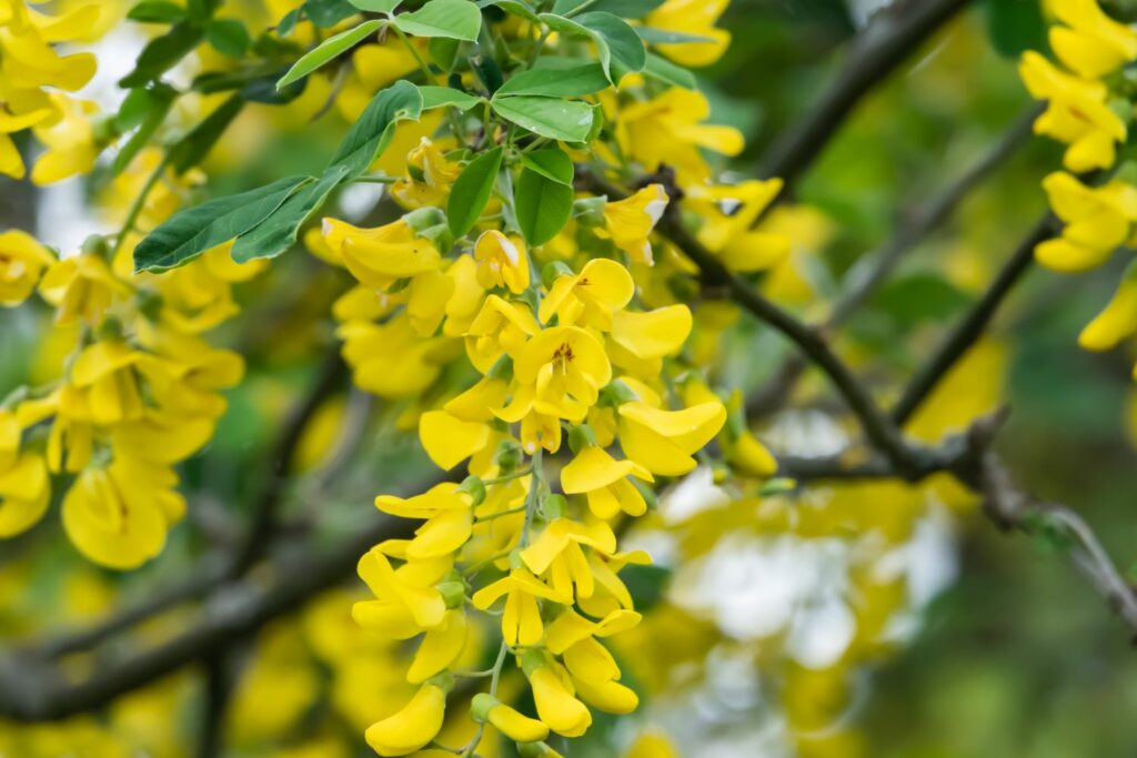 Laburnum flowers