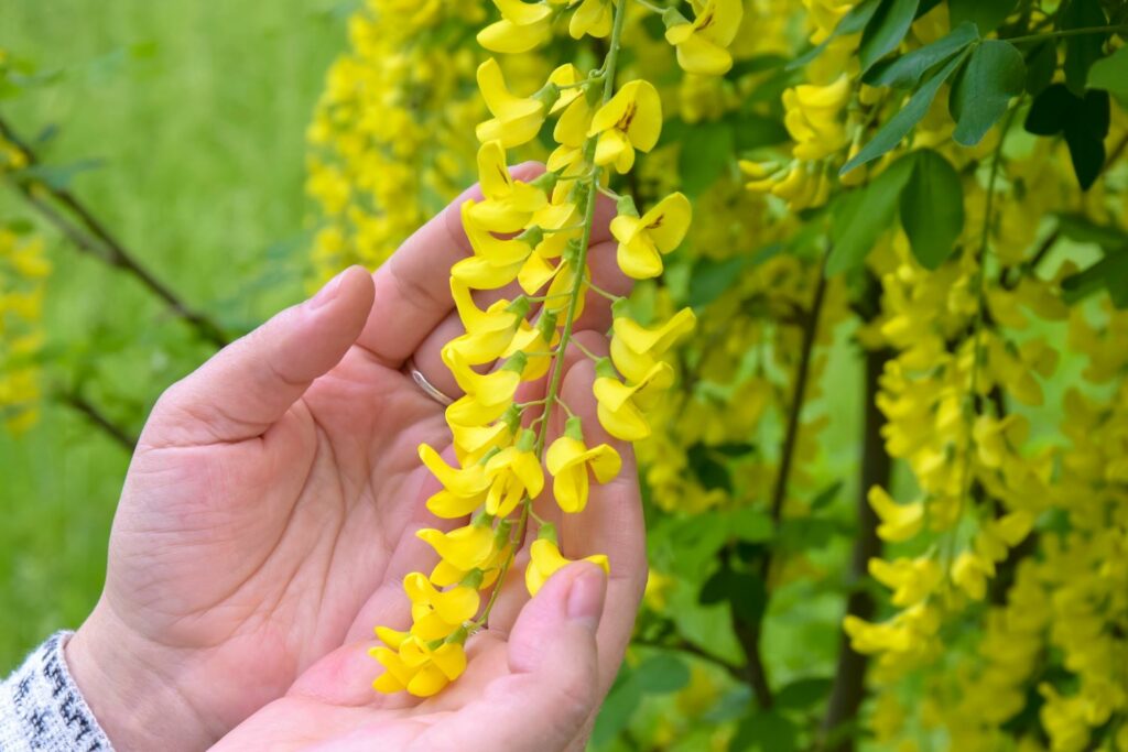 Golden chain tree store poisonous to dogs