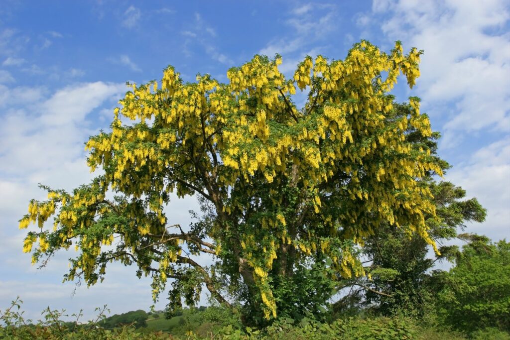 Laburnum: The Deadly Tree In Your Back Garden? - Gardening Tips, Advice and  Inspiration