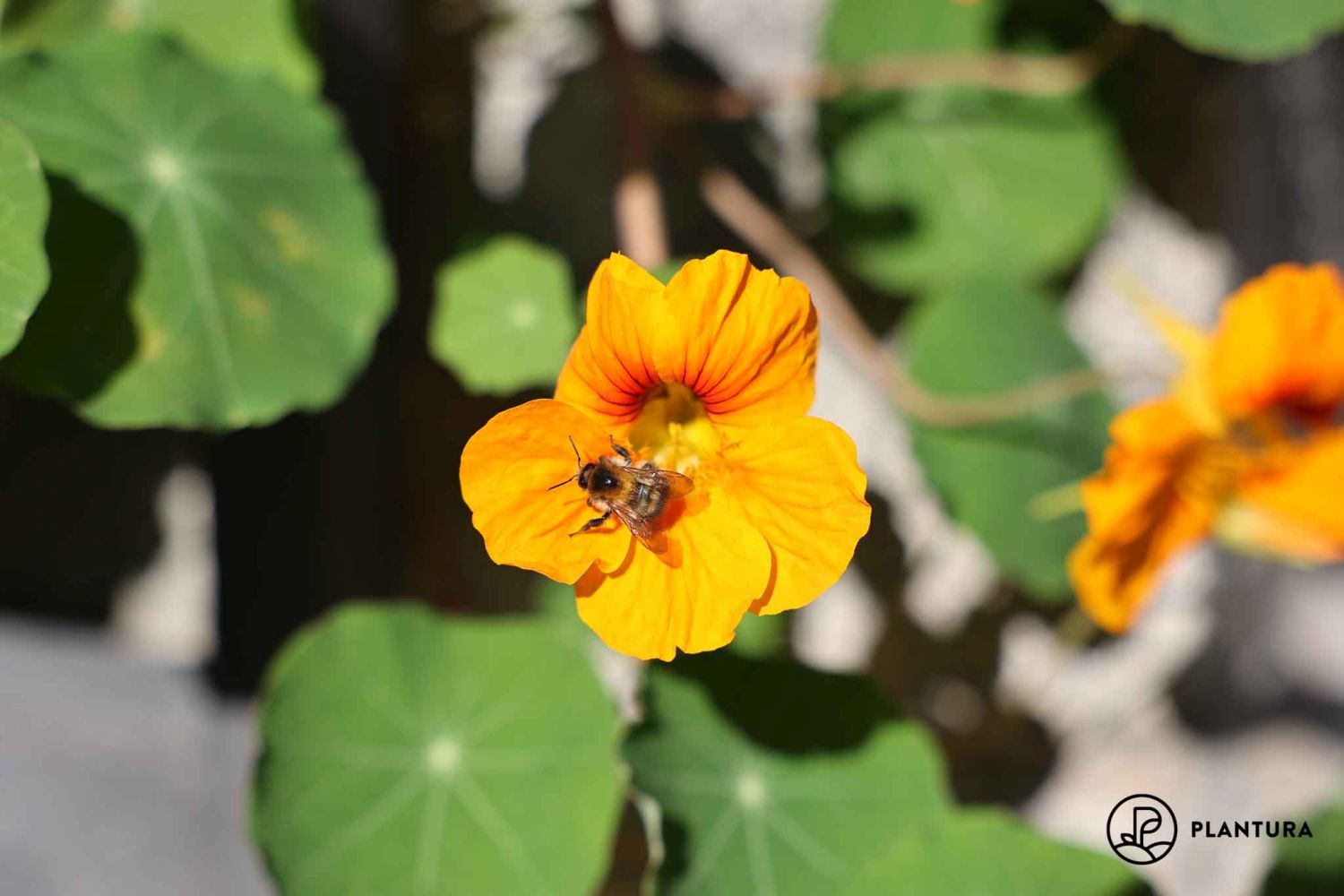 Nasturtium plant profile, hardiness & propagation Plantura