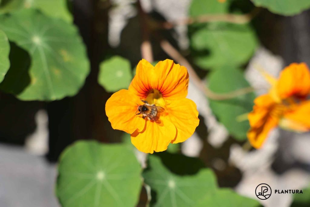 Bee on bright orange nasturtium flower