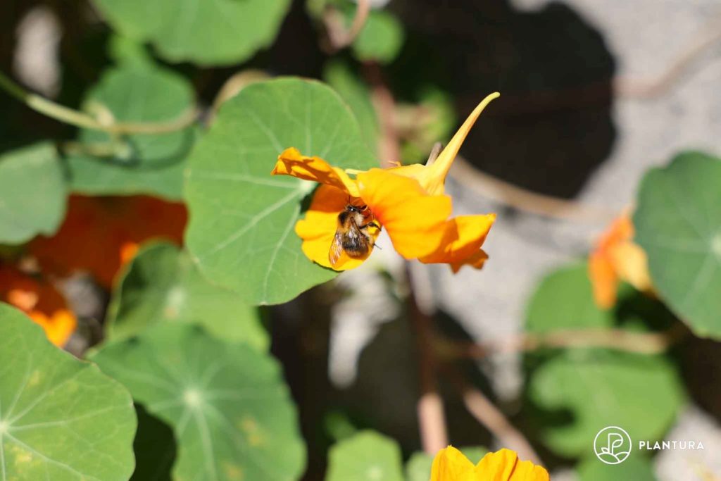 Bee enjoying a nasturtium flower