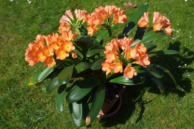 Clivia: profile, propagation & varieties