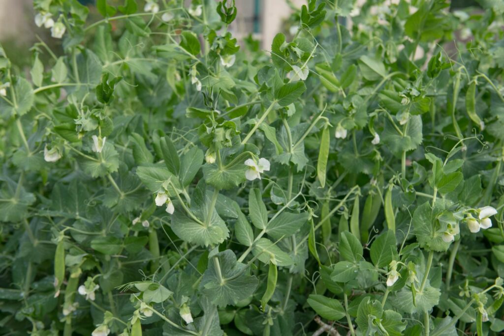 Pea pods and white flowers