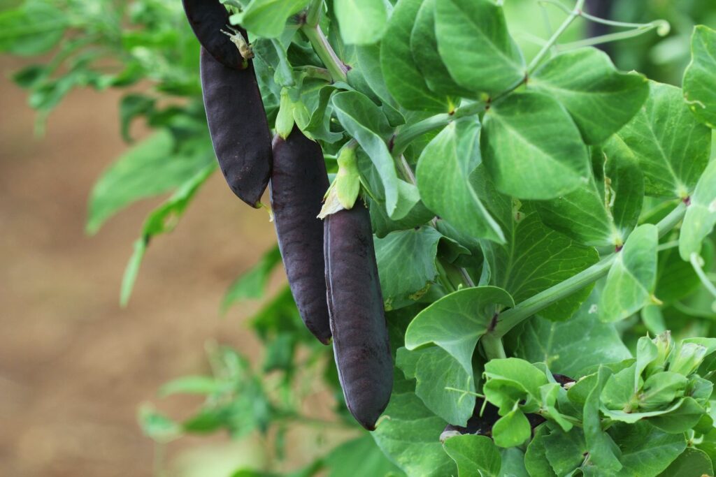purple pea pods on plant