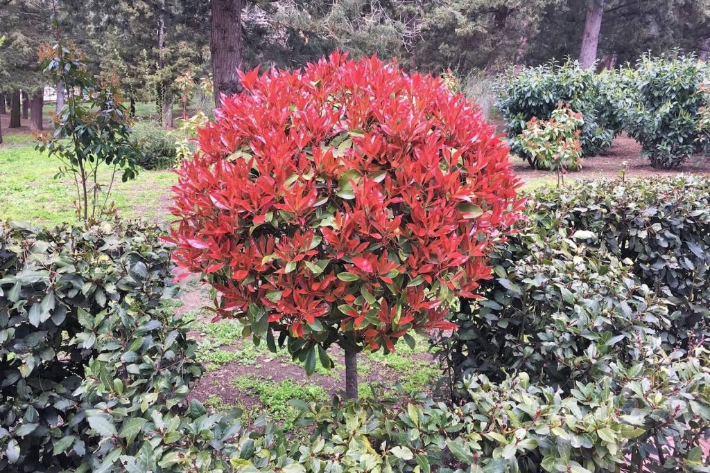 Photinia bush