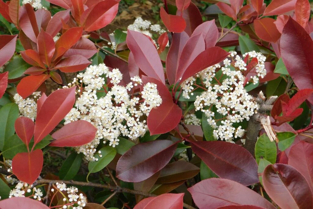 White photinia flower