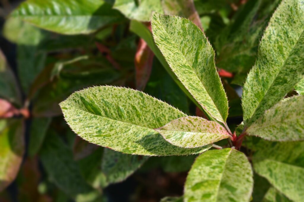 Photinia 'pink crispy' leaves