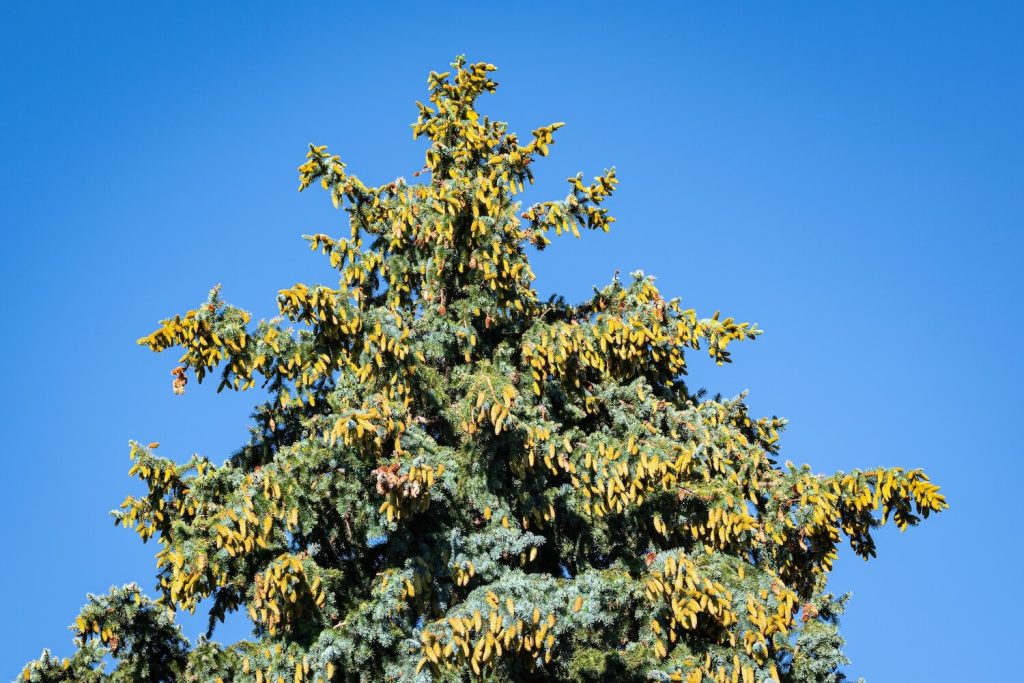 Blue spruce: profile, planting & care - Plantura