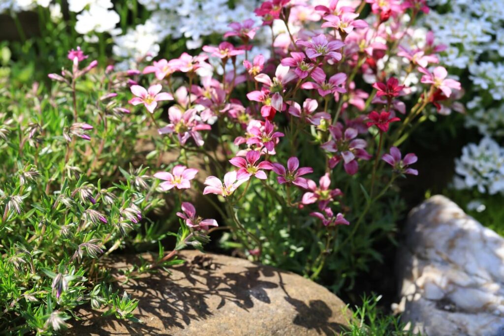 saxifraga with pink flowers