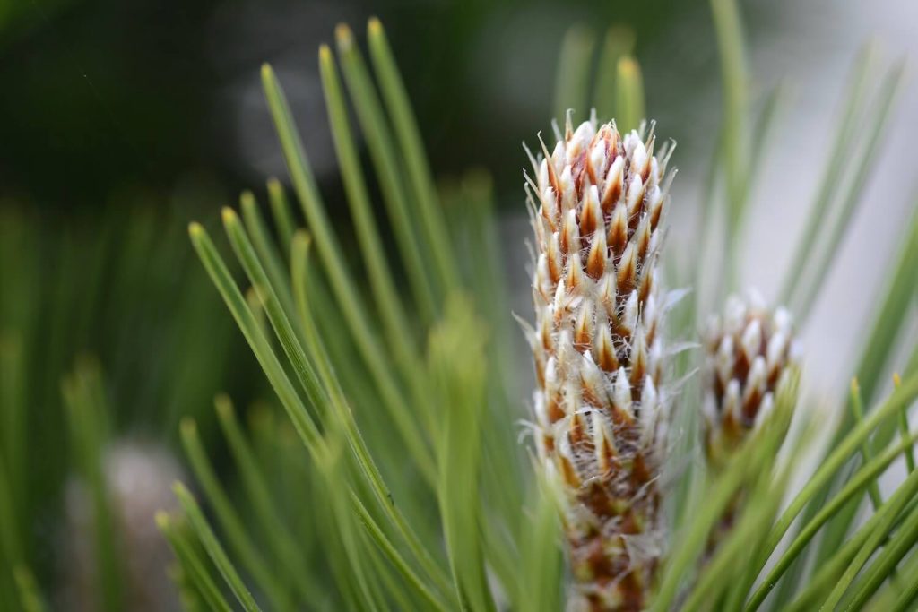 Bosnian pine compact gem