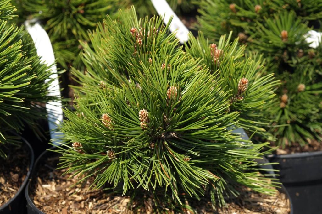 Pinus heldreichii Schmidtii