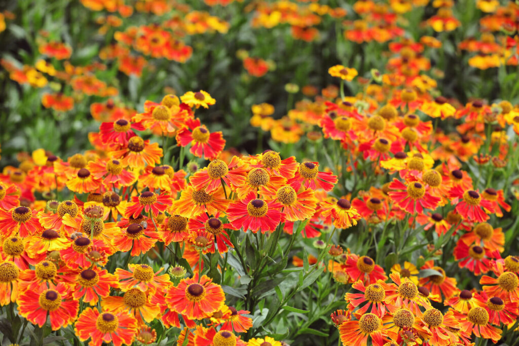 Countless yellow-orange heleniums planted together