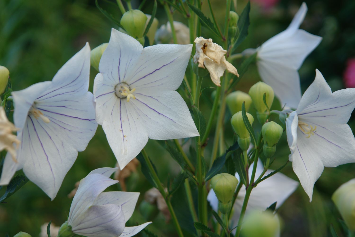 Balloon flower: plant, care & overwintering - Plantura