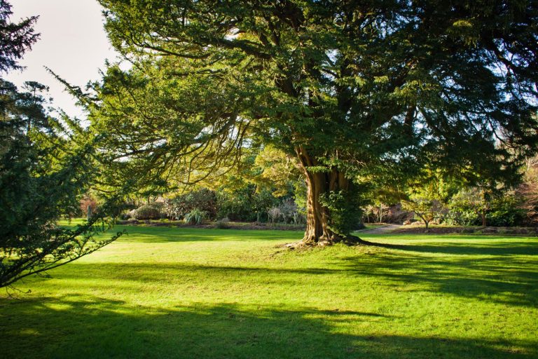 Yew trees poisonous to humans & animals Plantura
