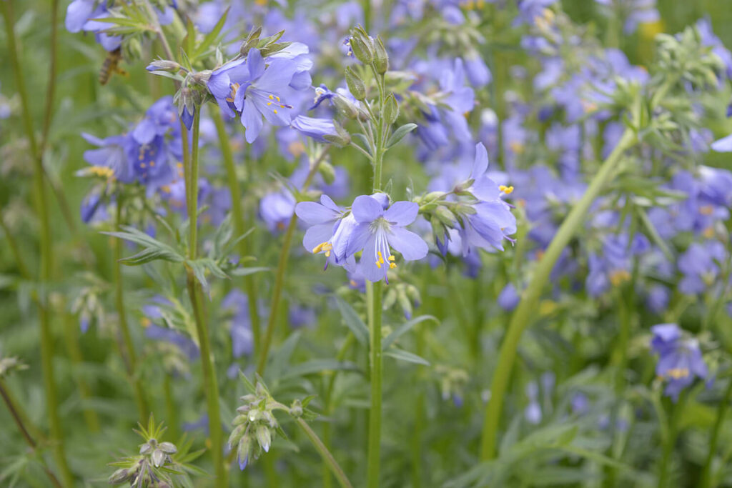 Polemonium caeruleum brise d'Anjou