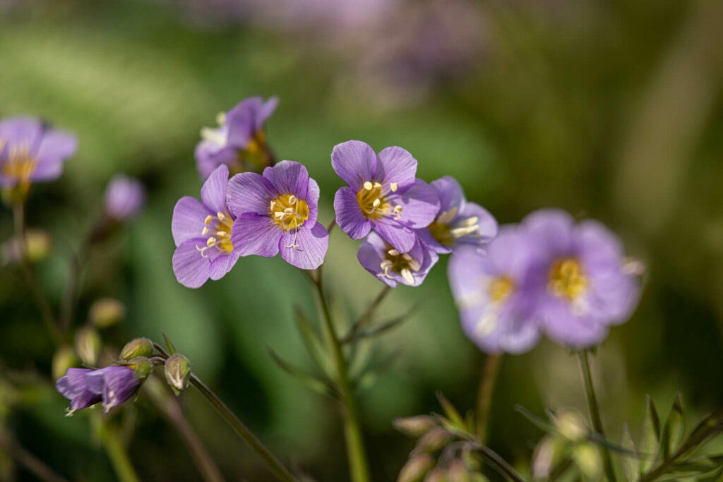 Polemonium 'Lambrook Mauve'