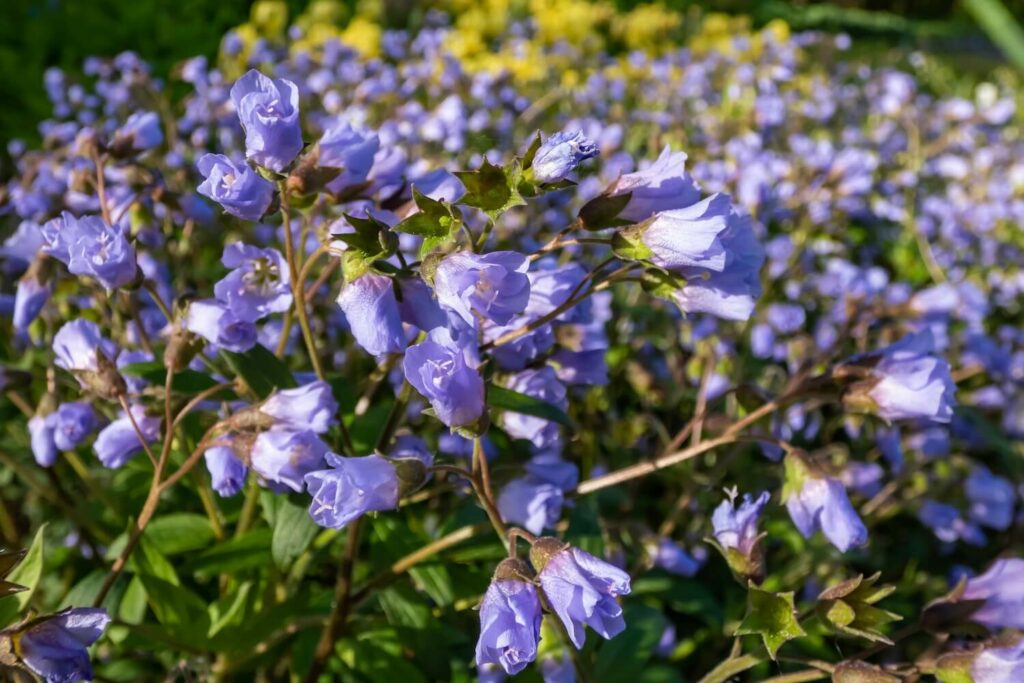 Polemonium reptans