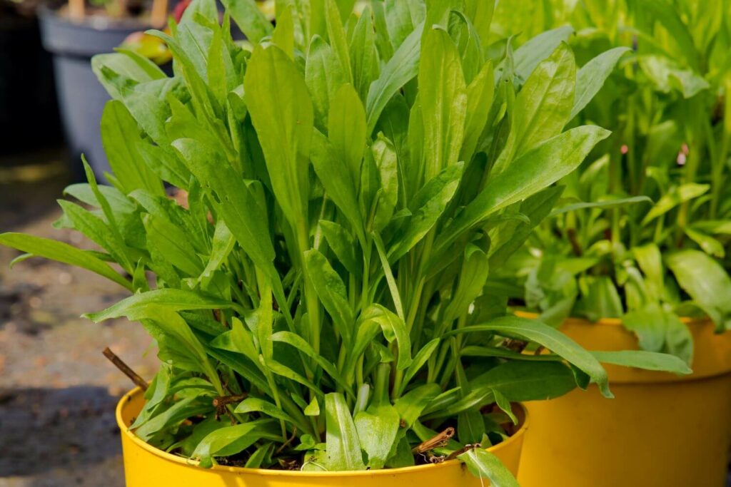 Helenium plants in yellow pots