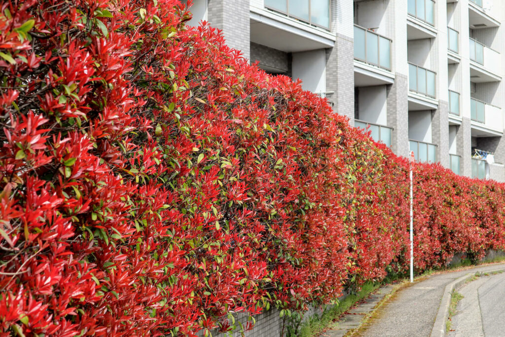 Pruned photinia hedge