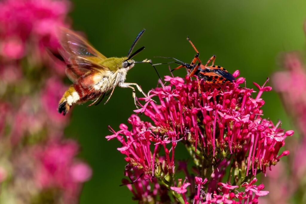 Insects visiting red valerian