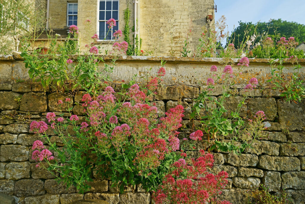 Red valerian growing on a wall