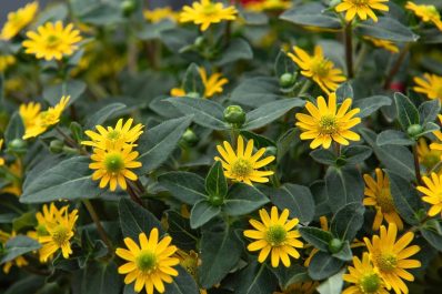 Creeping zinnia: Flowering time, location & winter hardiness