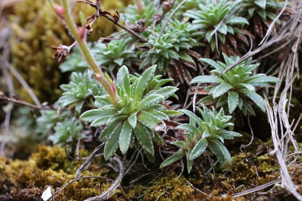 saxifrage leaves