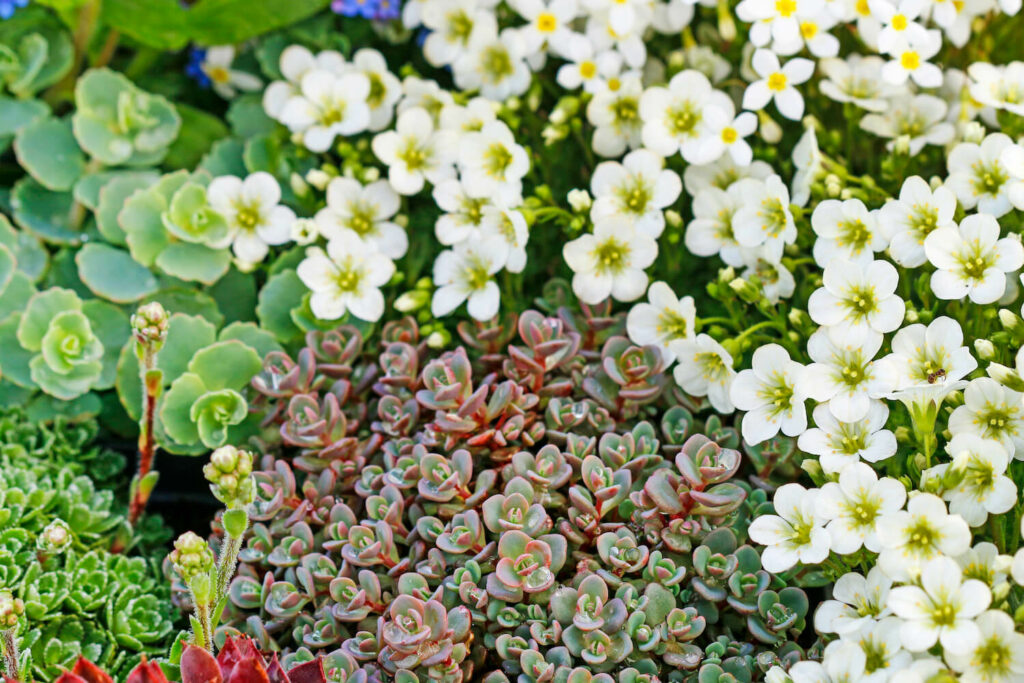 saxifraga plant