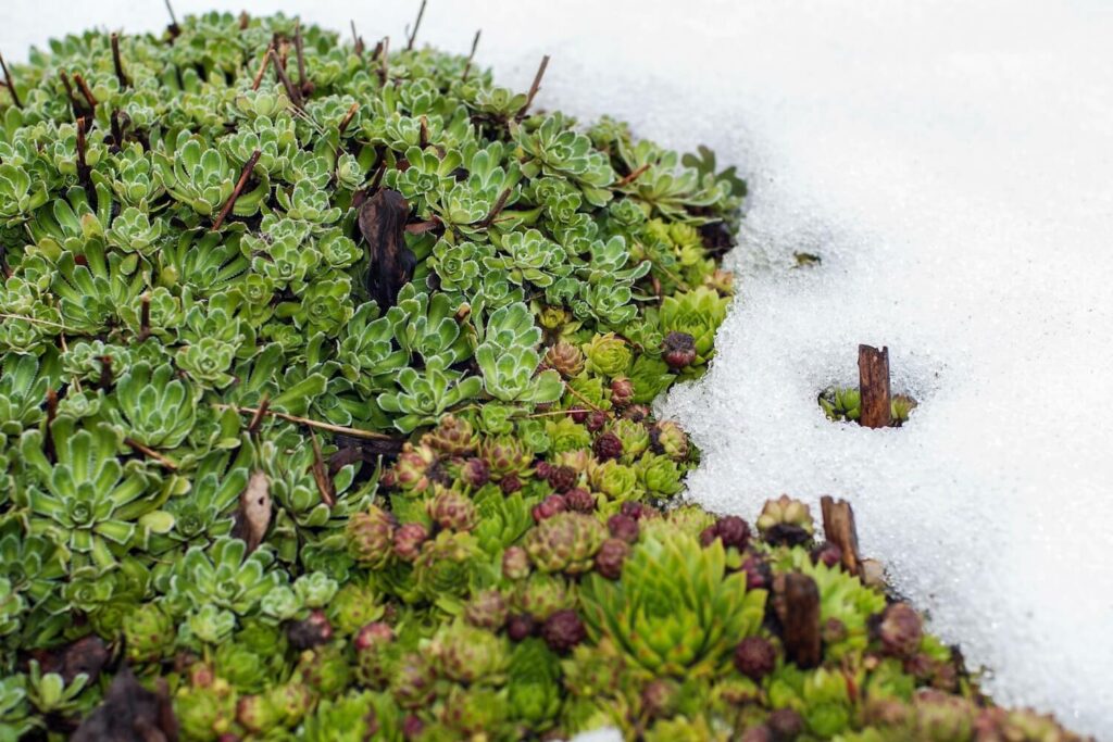 saxifrage in snow