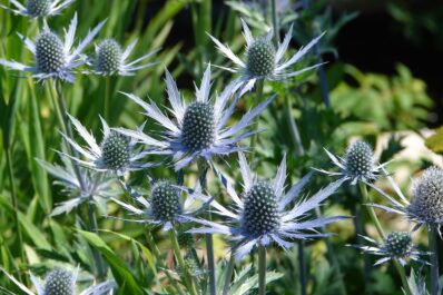 Sea holly varieties: the most beautiful at a glance