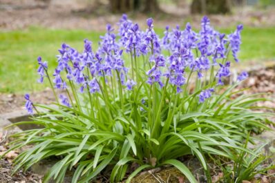 Spanish bluebell: location, care & varieties