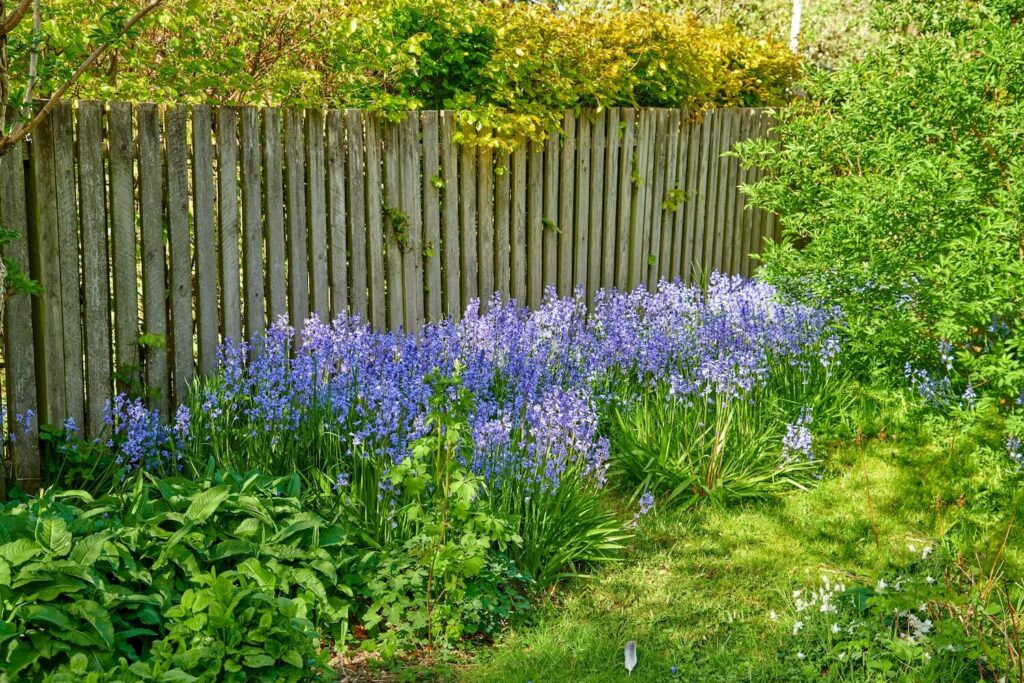 spanish bluebells in the garden